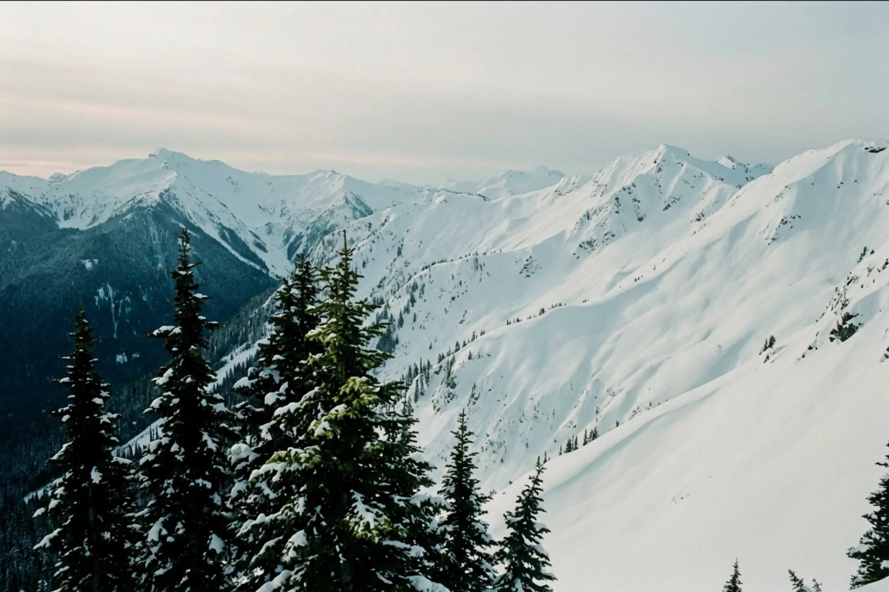 Snow-covered mountains and evergreen trees under a pale sky